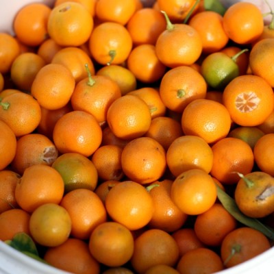 bucket of cumquats_crop